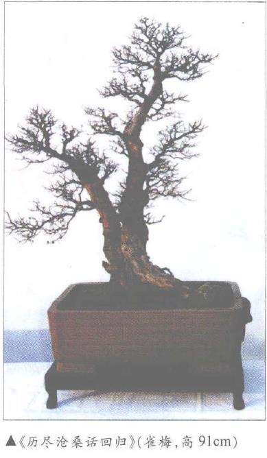 品读 陈再米的盆景作品 图片
