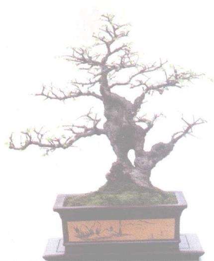 冬季修剪盆景 怎么谨防缩枝