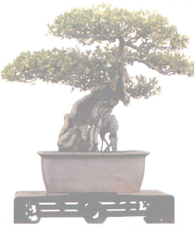 苏州盆景艺术大师 朱永璋