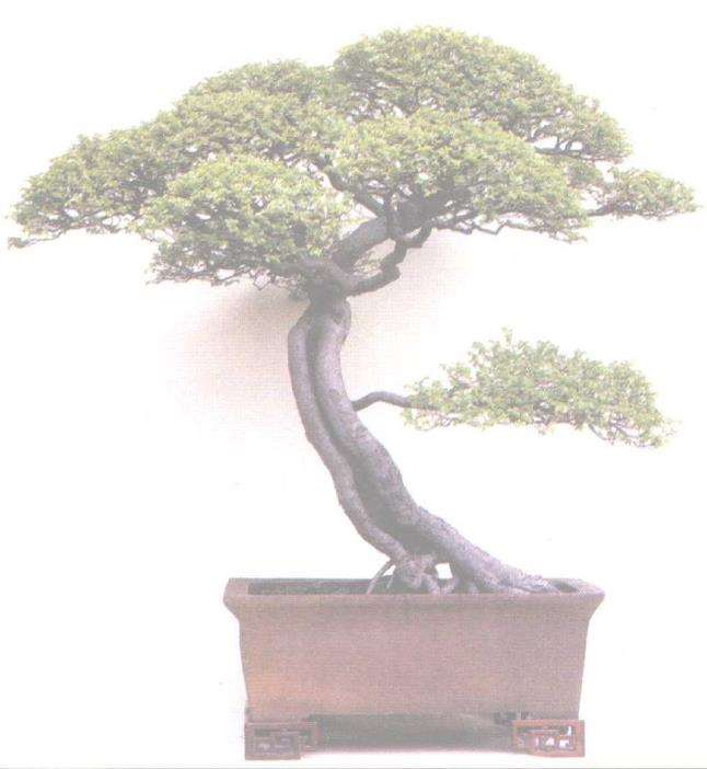 苏州盆景艺术大师 朱永璋