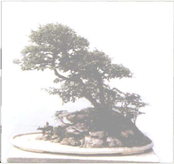 树石盆景在我国艺术发展良好的氛围