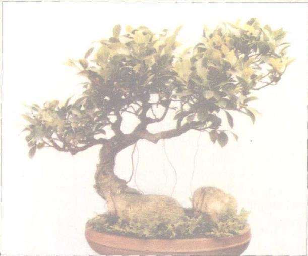 韦金笙试述象形型树木盆景