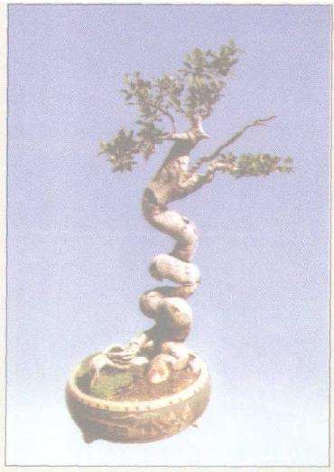 韦金笙试述象形型树木盆景