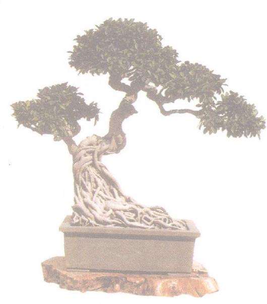 韦金笙试述象形型树木盆景