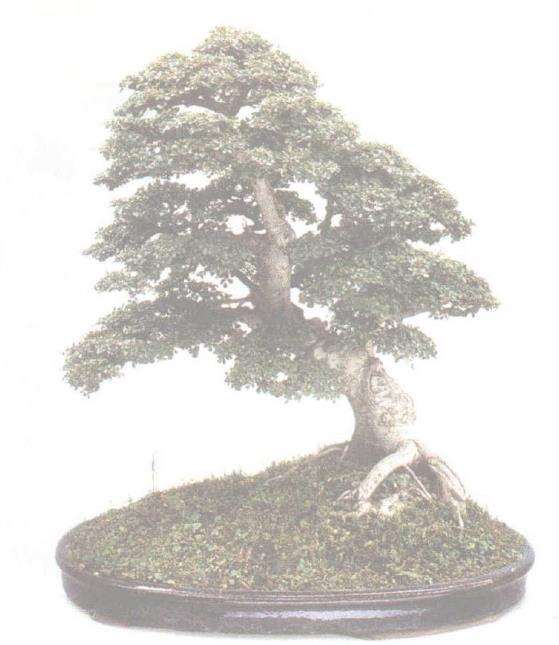 我也谈盆景美的短暂性