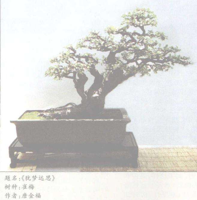 我也谈盆景美的短暂性