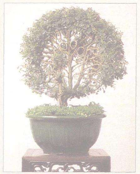 我也谈盆景美的短暂性