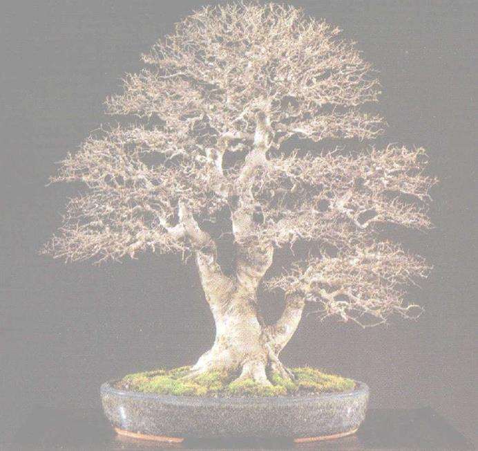 1999年 台北第五届亚太盆栽展