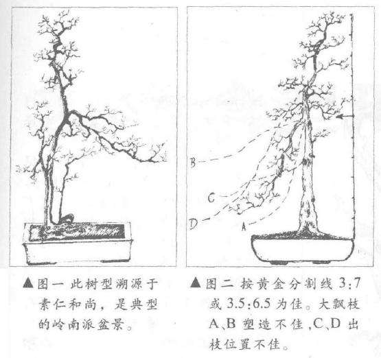 浅谈盆景大飘枝的运用方法