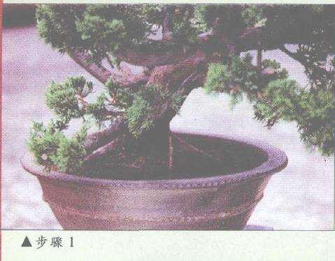 图解 盆景神枝与舍利干怎么创作的7个步骤