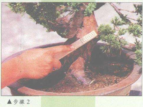 图解 盆景神枝与舍利干怎么创作的7个步骤