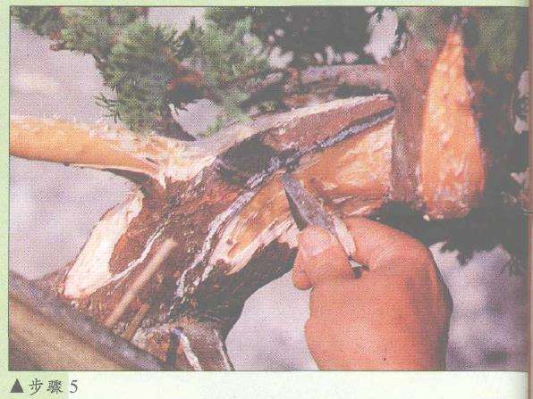 图解 盆景神枝与舍利干怎么创作的7个步骤