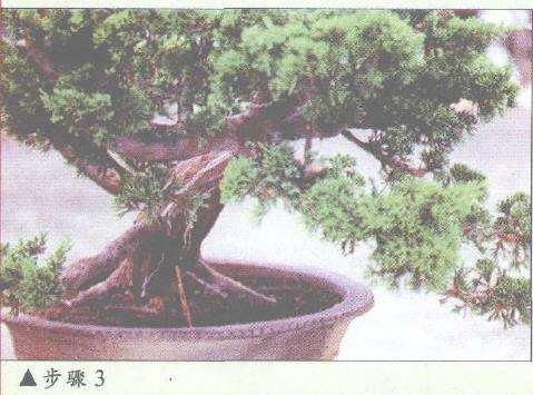 图解 盆景神枝与舍利干怎么创作的7个步骤