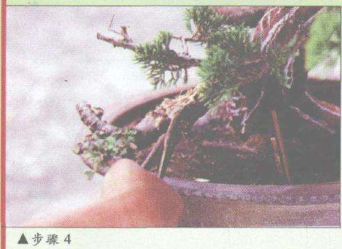 图解 盆景神枝与舍利干怎么创作的7个步骤