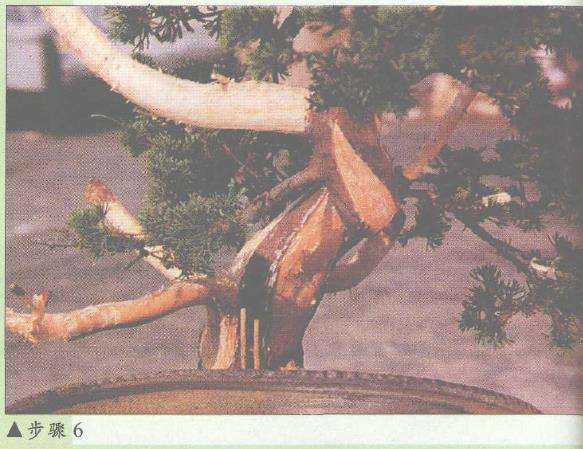 图解 盆景神枝与舍利干怎么创作的7个步骤