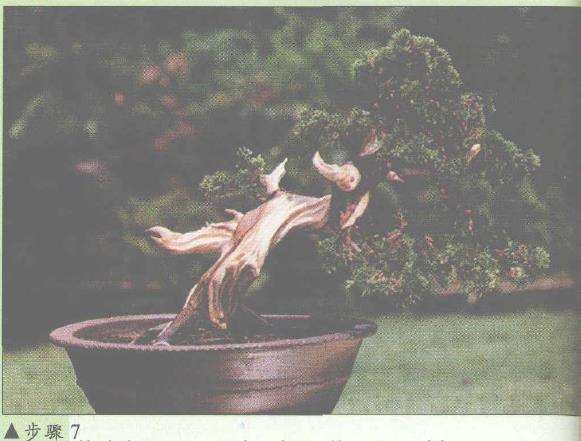 图解 盆景神枝与舍利干怎么创作的7个步骤