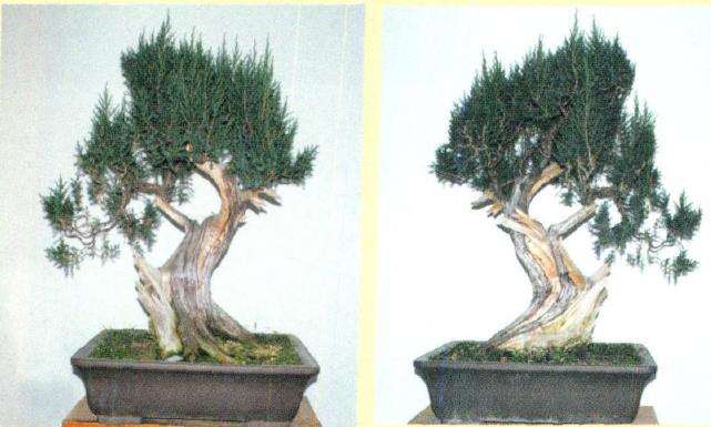 图解 盆景怎么制作舍利神枝的7个步骤