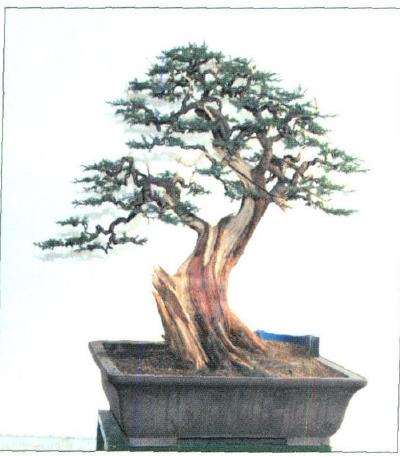 图解 盆景怎么制作舍利神枝的7个步骤