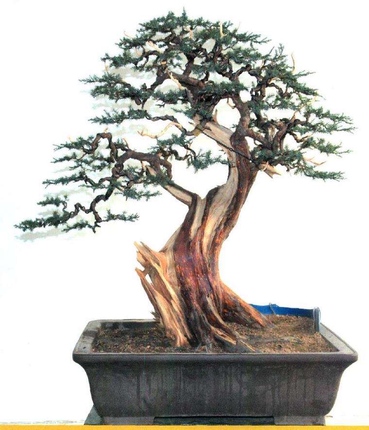 图解 盆景怎么制作舍利神枝的7个步骤