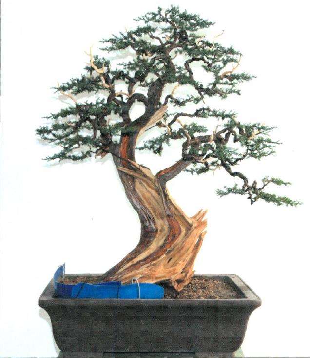 图解 盆景怎么制作舍利神枝的7个步骤