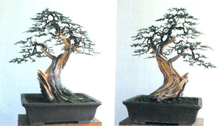 图解 盆景怎么制作舍利神枝的7个步骤