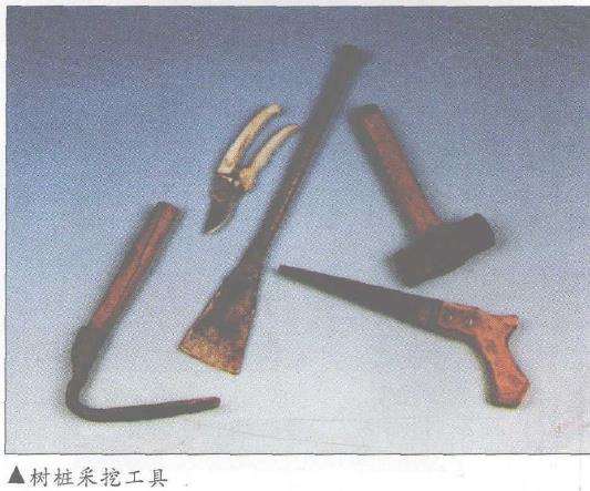 树桩盆景怎样采挖的3个方法 图片