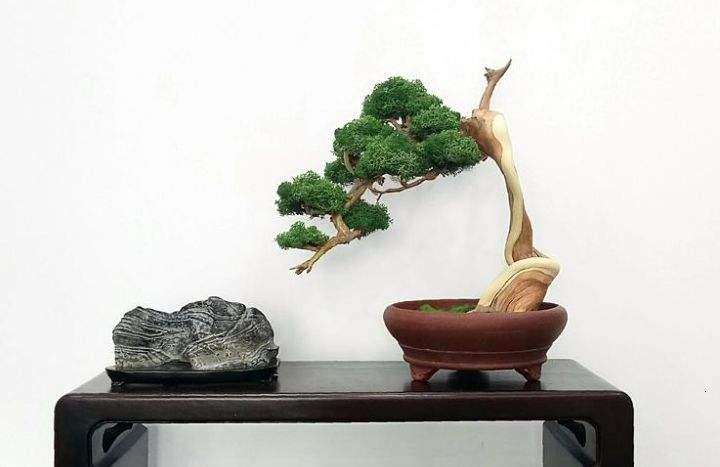 您对盆景作品的结顶 有什么方法