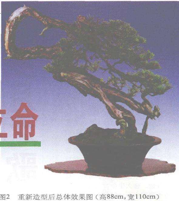 图解 赤松盆景根部怎么改造10个步骤