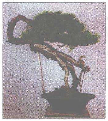 图解 赤松盆景根部怎么改造10个步骤