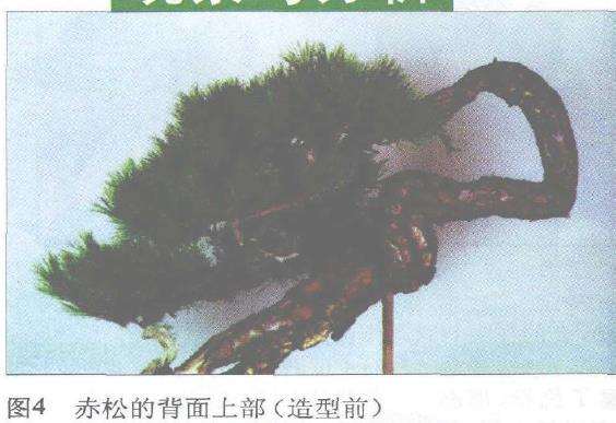 图解 赤松盆景根部怎么改造10个步骤