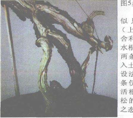 图解 赤松盆景根部怎么改造10个步骤