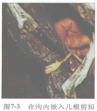 图解 赤松盆景根部怎么改造10个步骤