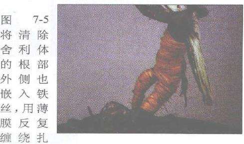 图解 赤松盆景根部怎么改造10个步骤