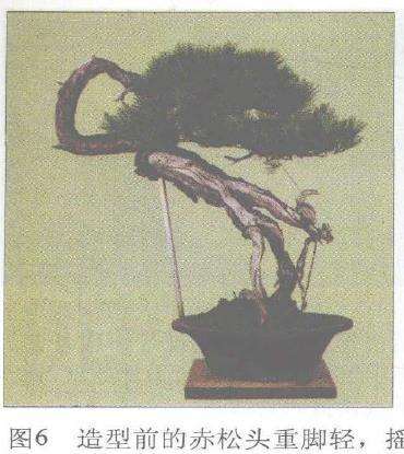 图解 赤松盆景根部怎么改造10个步骤