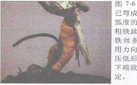 图解 赤松盆景根部怎么改造10个步骤