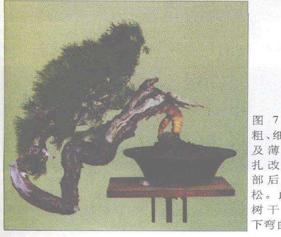 图解 赤松盆景根部怎么改造10个步骤