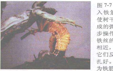 图解 赤松盆景根部怎么改造10个步骤