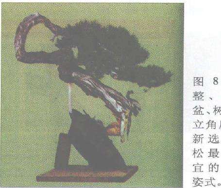 图解 赤松盆景根部怎么改造10个步骤