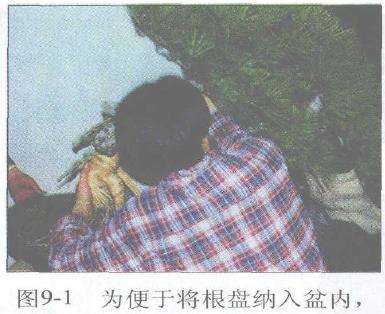 图解 赤松盆景根部怎么改造10个步骤