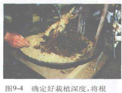 图解 赤松盆景根部怎么改造10个步骤