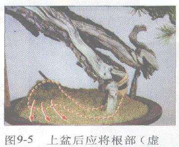 图解 赤松盆景根部怎么改造10个步骤