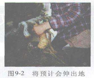 图解 赤松盆景根部怎么改造10个步骤