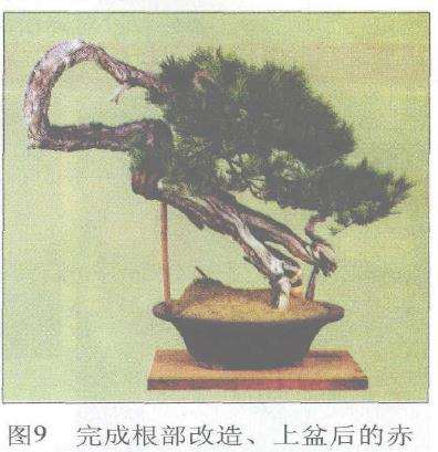 图解 赤松盆景根部怎么改造10个步骤