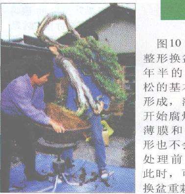 图解 赤松盆景根部怎么改造10个步骤