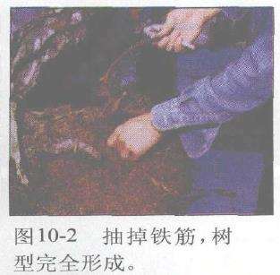 图解 赤松盆景根部怎么改造10个步骤