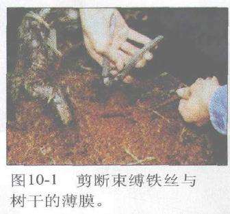 图解 赤松盆景根部怎么改造10个步骤