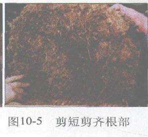 图解 赤松盆景根部怎么改造10个步骤