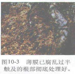 图解 赤松盆景根部怎么改造10个步骤