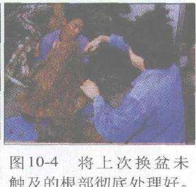 图解 赤松盆景根部怎么改造10个步骤