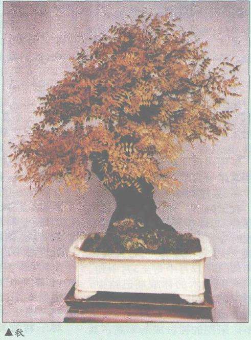 黄连木挖起处理后直接用于制作盆景